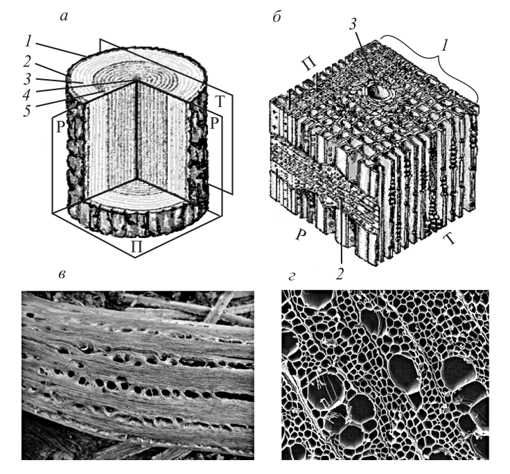Древесина строение. Анизотропное строение древесины. Макроструктура древесины поперечный срез. Анизотропия строения древесины это. Капиллярное строение древесины.