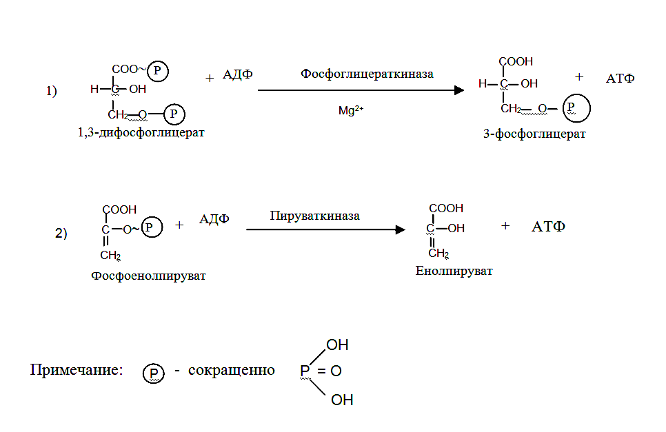 Реакции субстратного фосфорилирования в гликолизе. Синтез 2 3 бисфосфоглицерат. 1 3 Бисфосфоглицерат формула. Реакцию образования 2,3 – дифосфоглицерата. 2 Фосфоенолпируват.