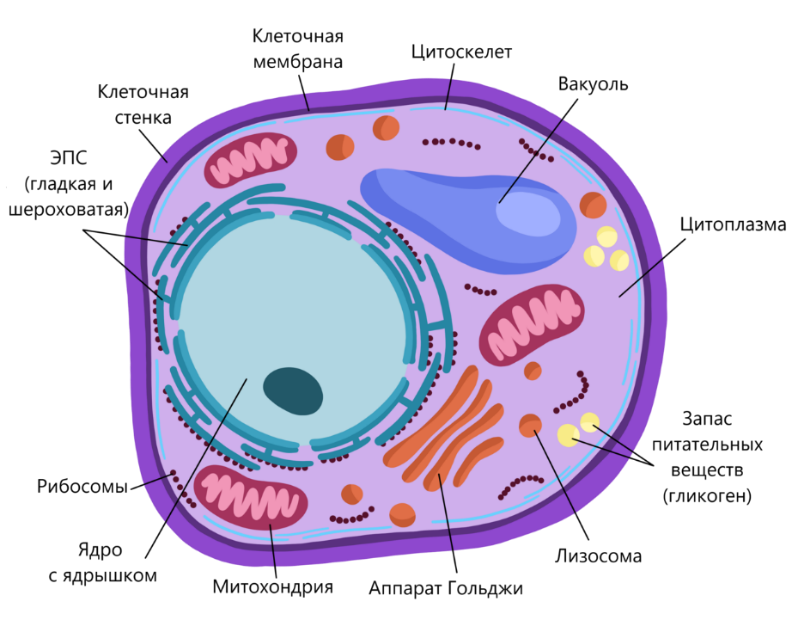 Царства эукариот. Строение грибной клетки ЕГЭ. Строение клетки гриба ЕГЭ. Строение эукариотической клетки грибной. Строение клетки грибов рисунок.