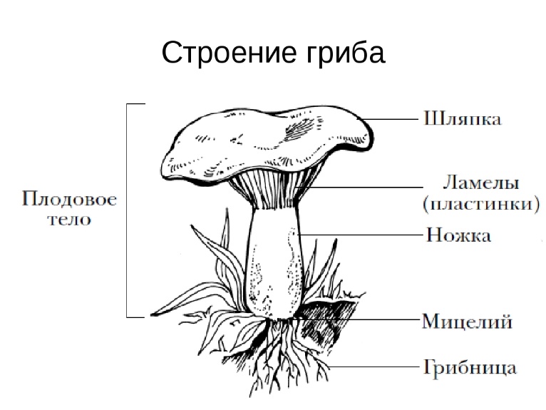 Какой тип питания характерен для лисички обыкновенной изображенной на рисунке 1 обоснуйте ответ