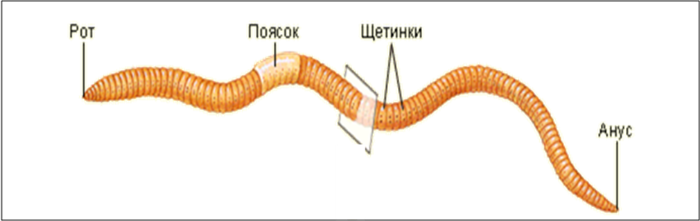 Передний и задний конец червя. Внешнее строение дождевого червя. Кольчатые черви щетинки. Внешнее строение червей кольчатые черви. Дождевой червь строение щетинки.