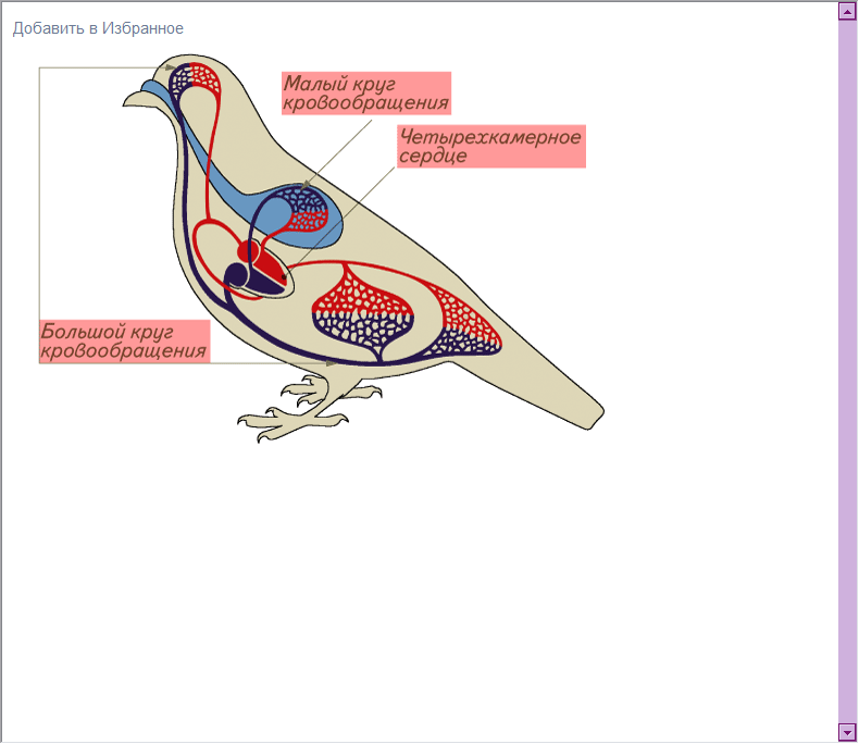 Схема кровообращения птиц. Кровеносная система птиц схема. Кровообращение птиц. Органы кровообращения птиц. Строение кровеносной системы птиц.
