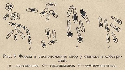 Форма спор бактерий. Клостридии споры расположение. Расположение спор у бактерий микробиология. Строение споры и ее расположение у бацилл рисунок. Расположение спор у бацилл.