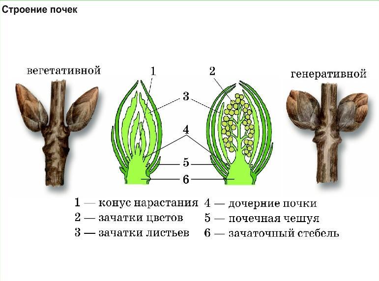 Каким номером на рисунке обозначено соцветие егэ