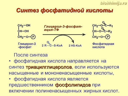 Схема синтеза глицерофосфолипидов биохимия