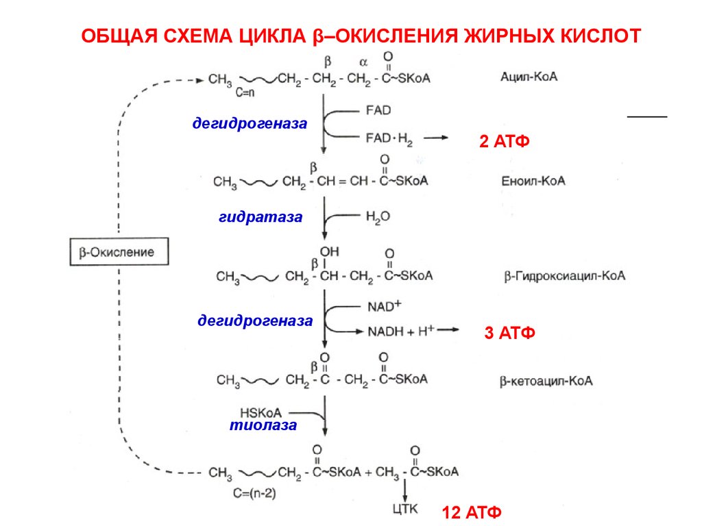 Укажите схему процесса восстановления