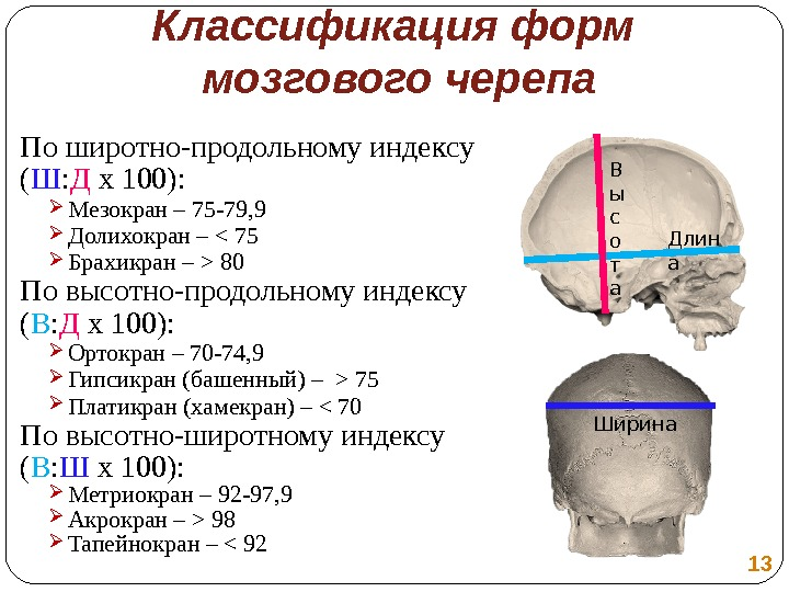 Средняя окружность головы. Классификация форм мозгового черепа. Формы черепа человека в норме. Кость черепа человека толщина. Толщина костей черепа человека в норме.