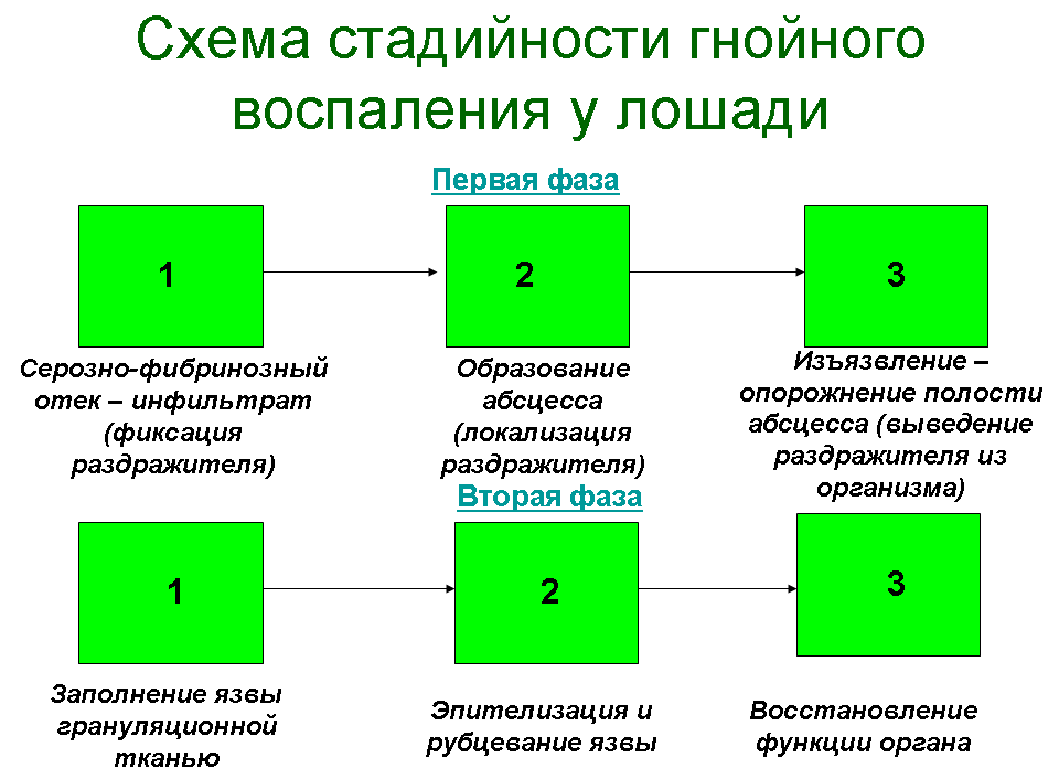 Стадии гнойного воспаления. Схема фаз воспаления. Фазы Гнойного воспаления схема. Стадии Гнойного воспаления у животных. Этапы воспаления животных.