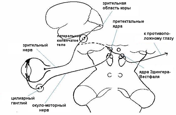 Зрачковый рефлекс схема физиология