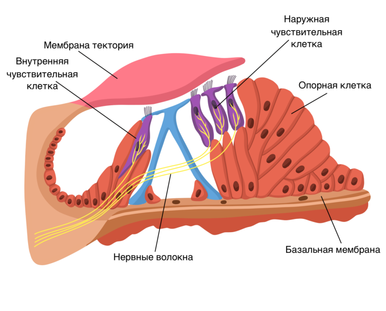 Слуховые рецепторы функции. Спиральный Кортиев орган анатомия. Кортиев спиральный орган строение. Слуховой анализатор волосковые клетки Кортиев орган. Кортиев орган внутреннего уха анатомия.