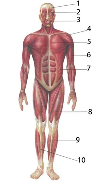 Anatomy 2. Круговые мышцы человека. Мышцы человека биология 8. Распознавание органов человека. Органы человека крепятся на мышцы.