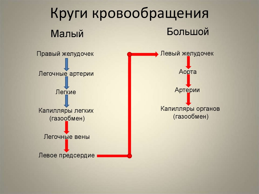 Путь крови по организму схема