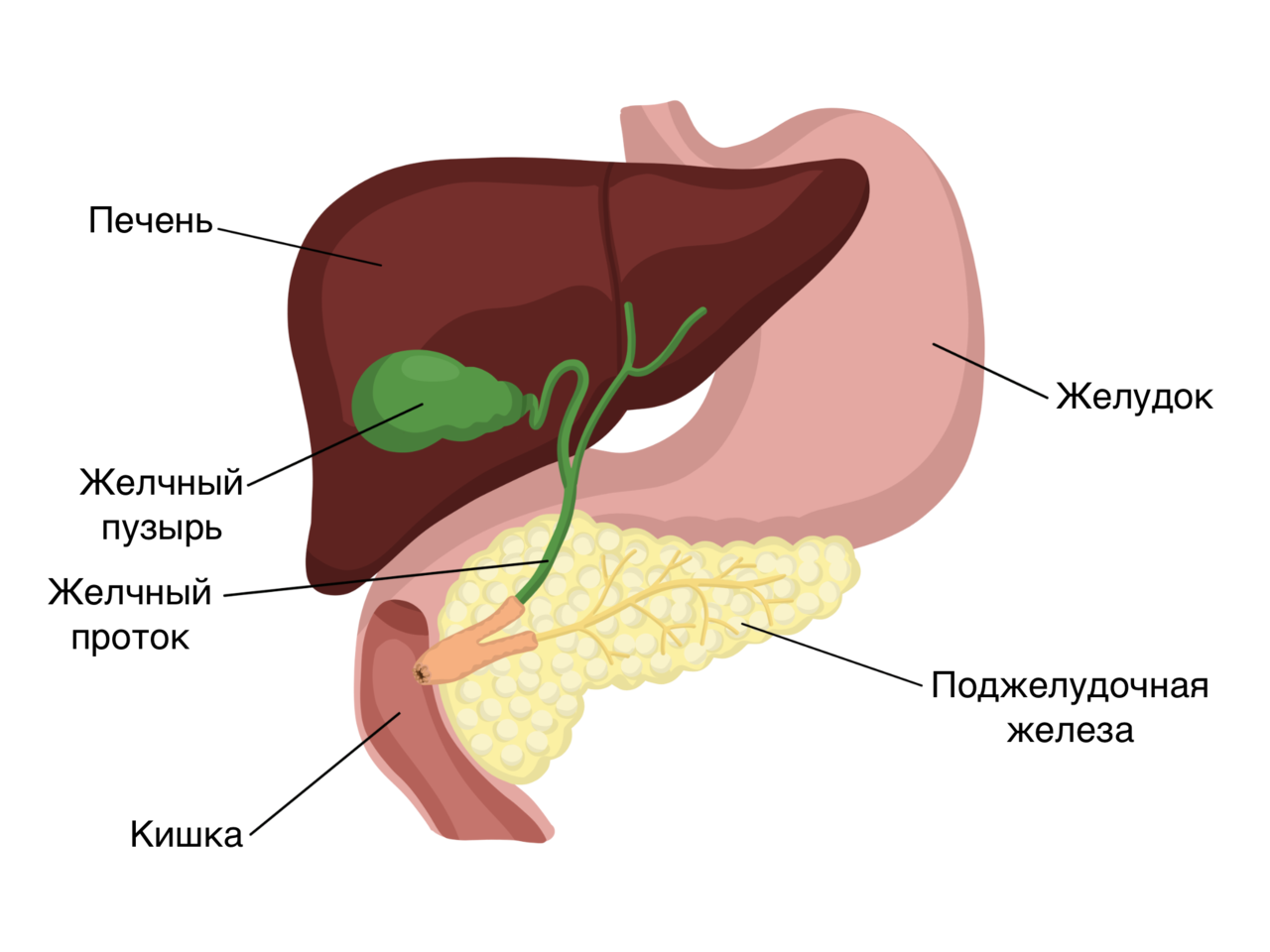 Органы желудок кишечник печень. Анатомия печень желчный пузырь желудок. Печень это орган пищеварительной системы. Желудок поджелудочная железа печень желчный пузырь анатомия. Схема печени и желчного пузыря человека.