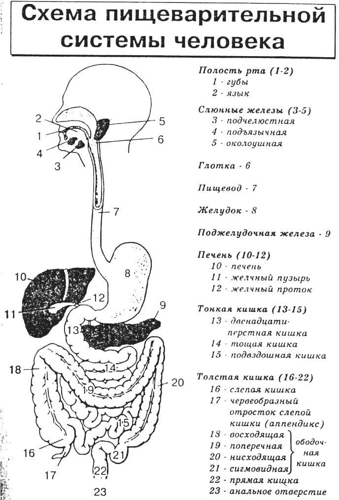 Схема жкт с указанием анатомических отделов