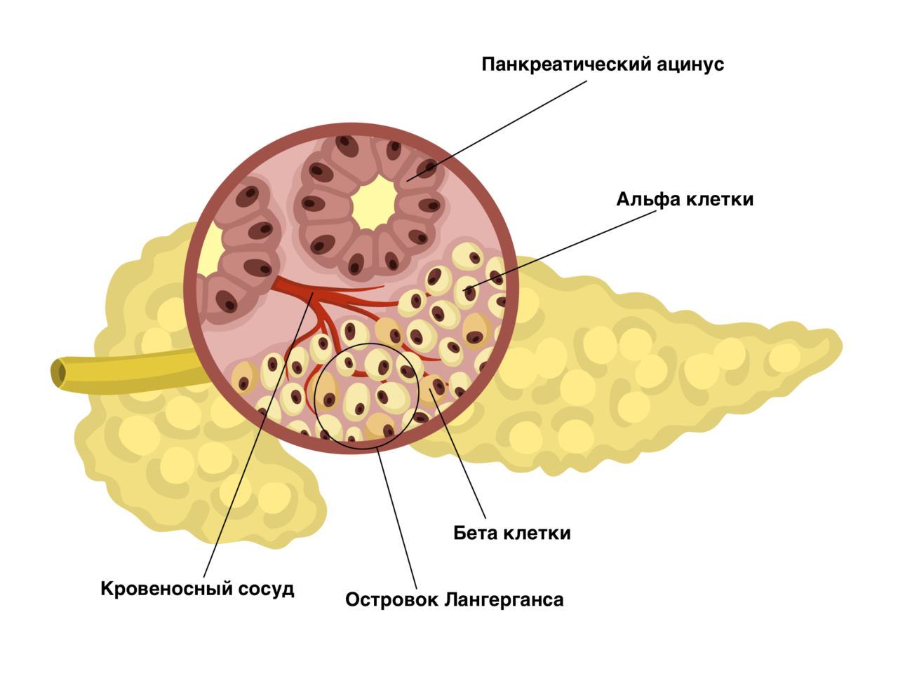 Альфа клетки островков лангерганса. Строение дольки поджелудочной железы. Строение клетки поджелудочной железы. Ацинарные клетки поджелудочной железы. Бета клетки поджелудочной железы.