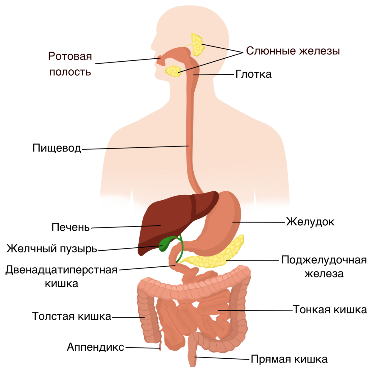 Какие органы входят в пищевод. Железы пищеварительной системы схема. Органы пищеварительной системы система анатомия. Основные органы пищеварительной системы человека схема. Система органов пищеварения 8 класс биология.