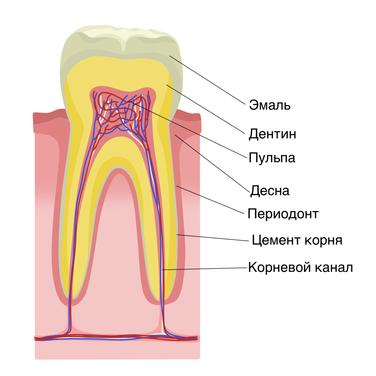 Строение зуба анатомия. Внутреннее строение зуба человека. Структура зуба. Структура коренного зуба. Где находится десна
