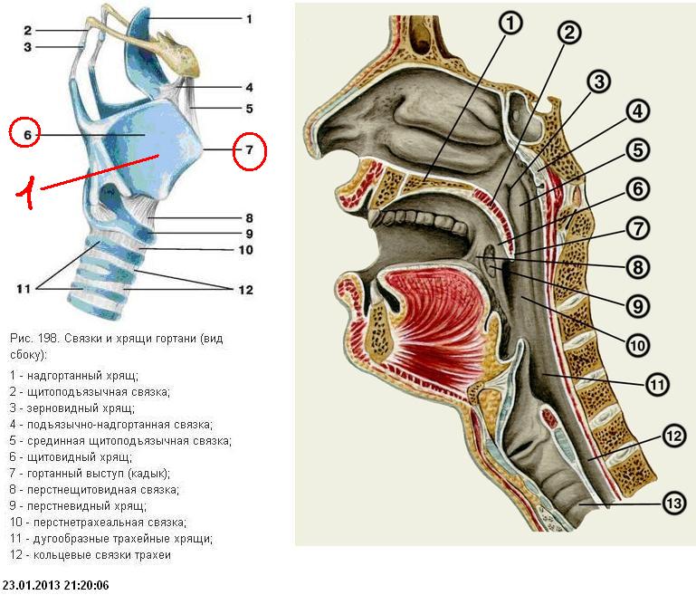 Строение щитовидного хряща анатомия. Кадык строение гортани. Строение надгортанника хряща. Щитовидный хрящ гортани анатомия.