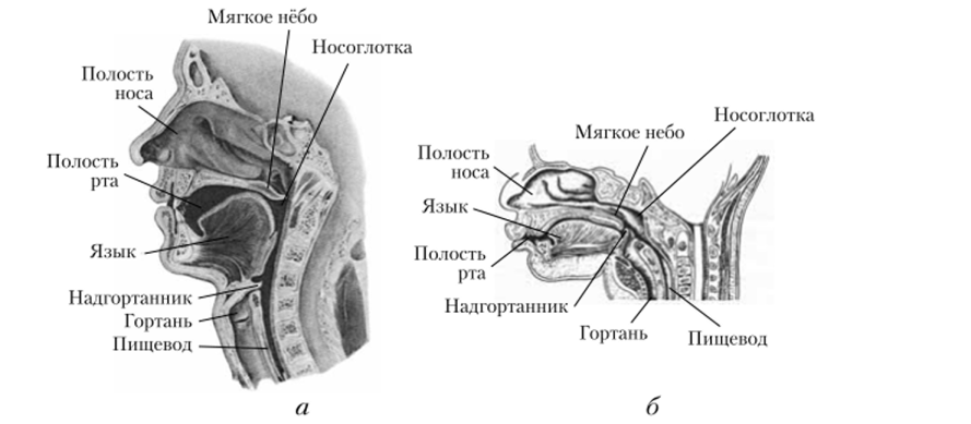 Схема носоглотки человека