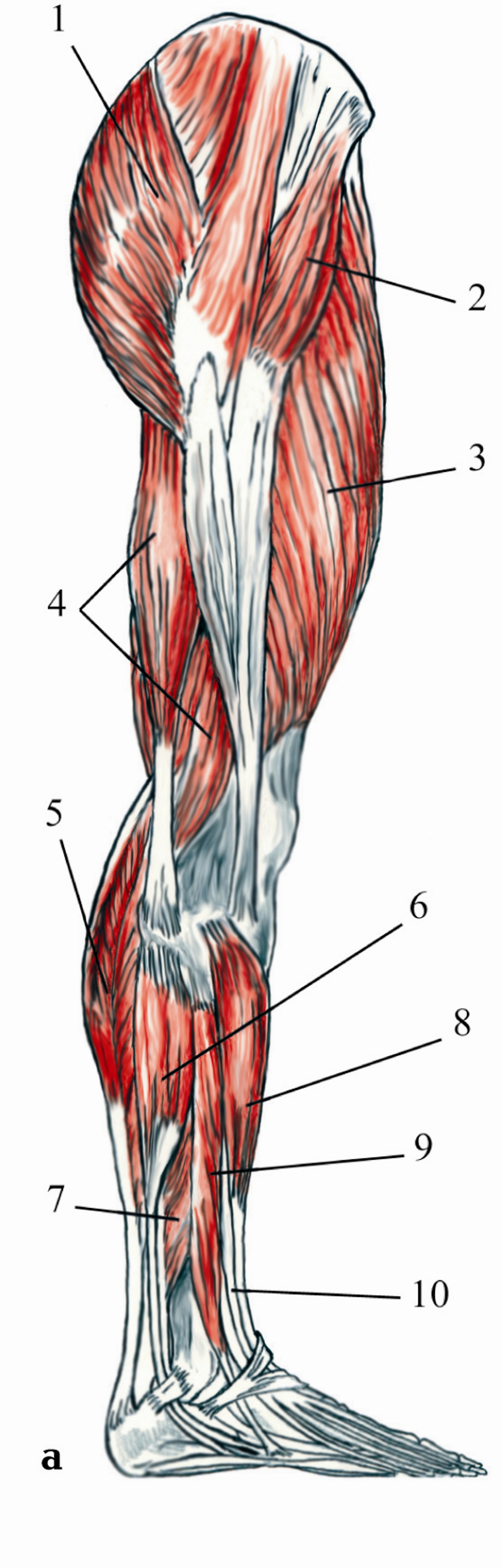 Квадрицепс. Vastus lateralis мышца. Квадрицепс анатомия. Vastus externus. Мышцы квадрицепса анатомия.