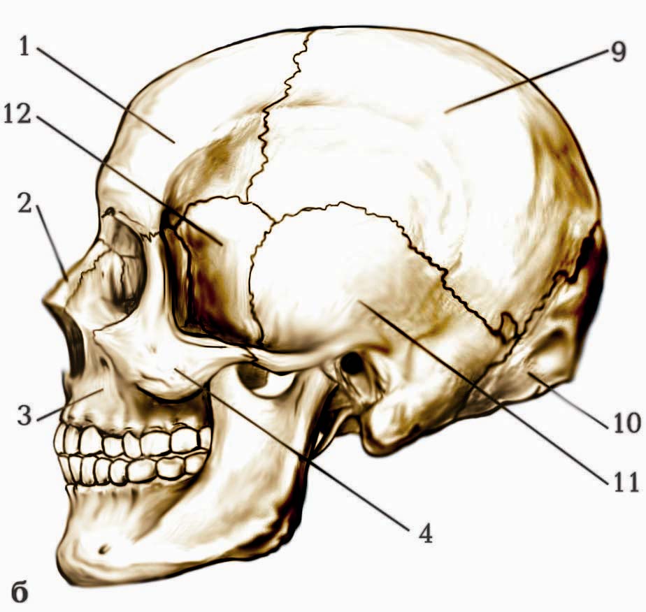 Лицевой скелет черепа. Голова скелета сбоку. Боковая поверхность черепа. Латеральная поверхность черепа.