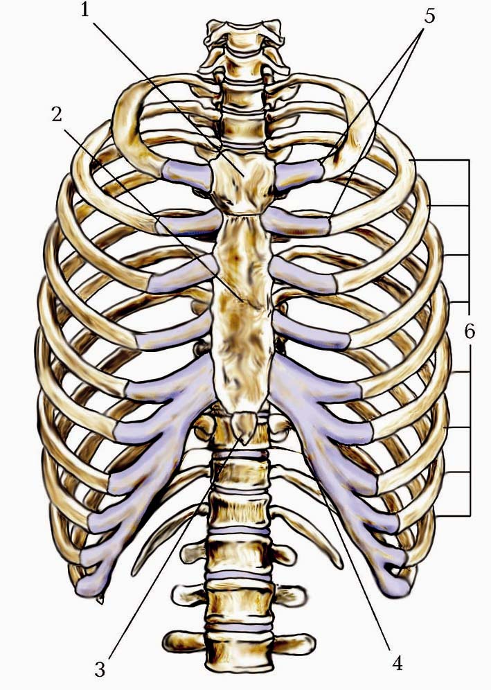 Схема строения грудины