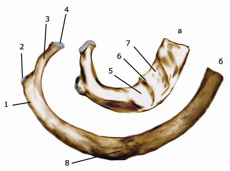 Гребень ребра. Первое ребро анатомия. Tuberculum m Scaleni anterioris 1 ребра. Angulus costae. Ребра costae.