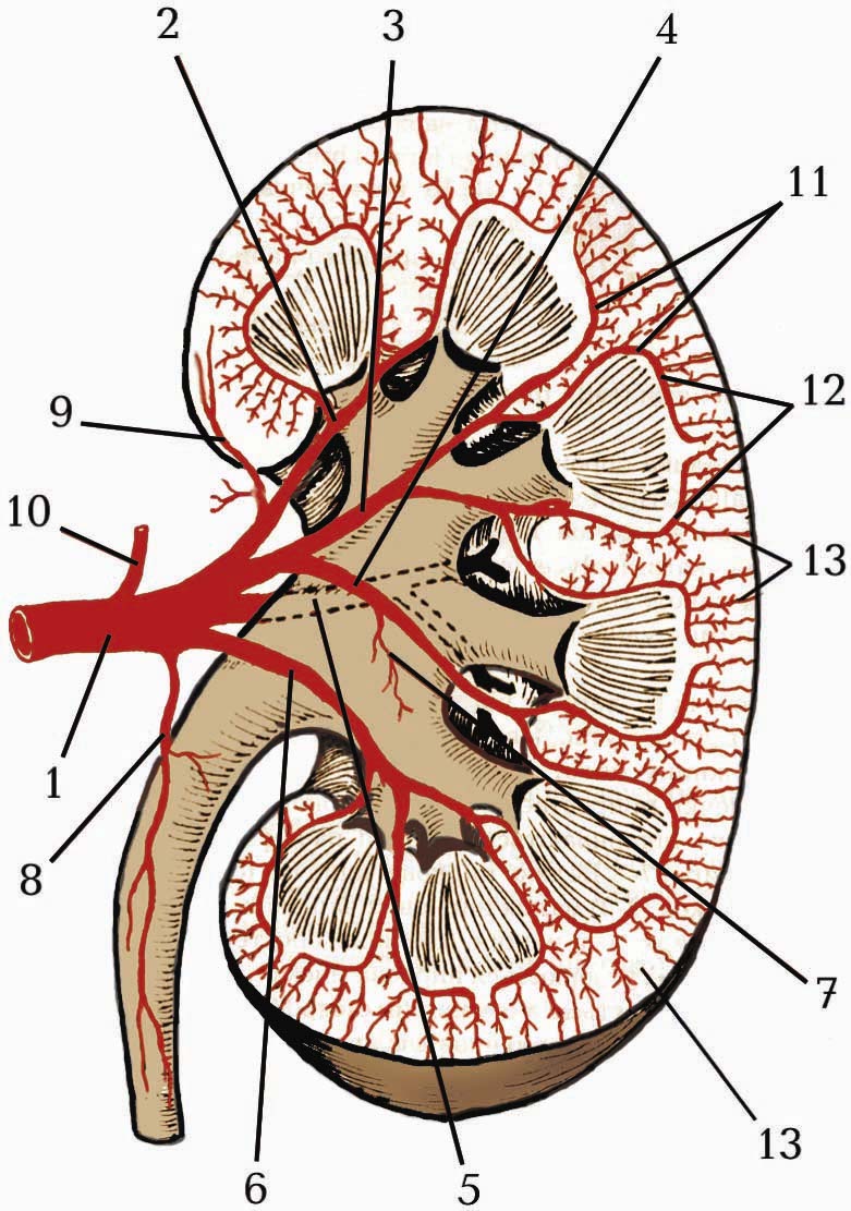 Схема кровообращения почки человека