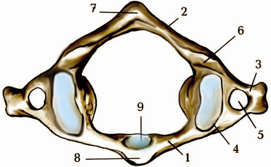Первый шейный позвонок рисунок