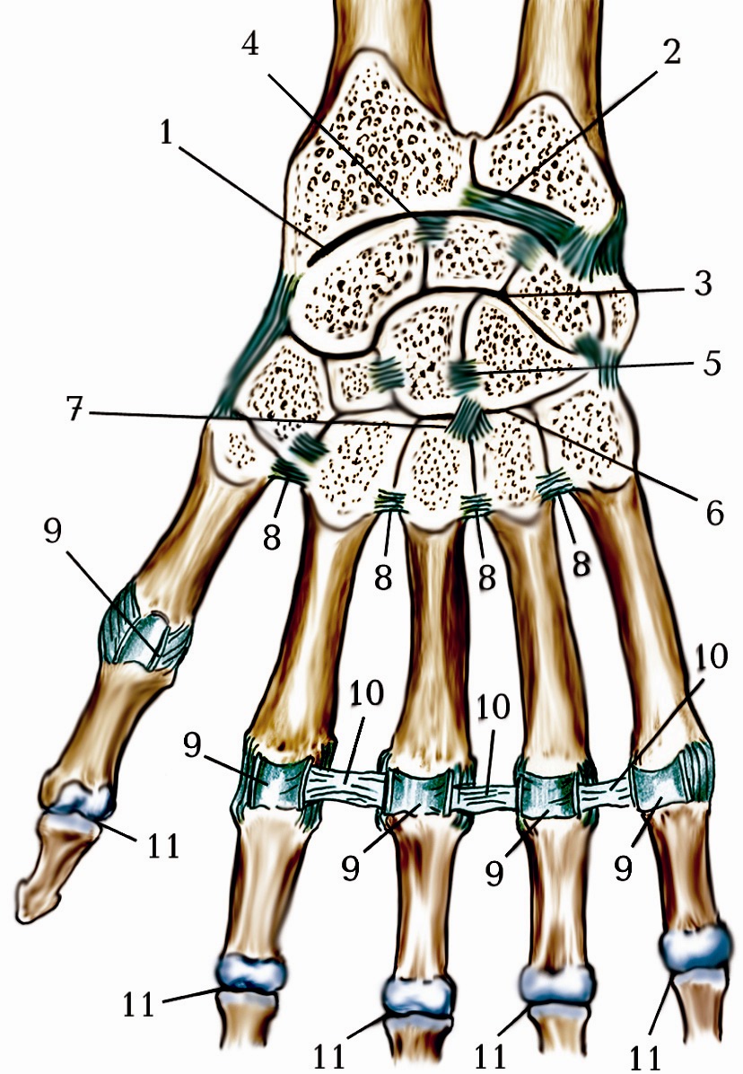 Форма лучезапястного сустава. Лучезапястный сустав анатомия. Лучезапястный сустав, articulatio radiocarpalis. Анатомия лучезапястного сустава человека. Лучезапястный сустав анатомия строение.