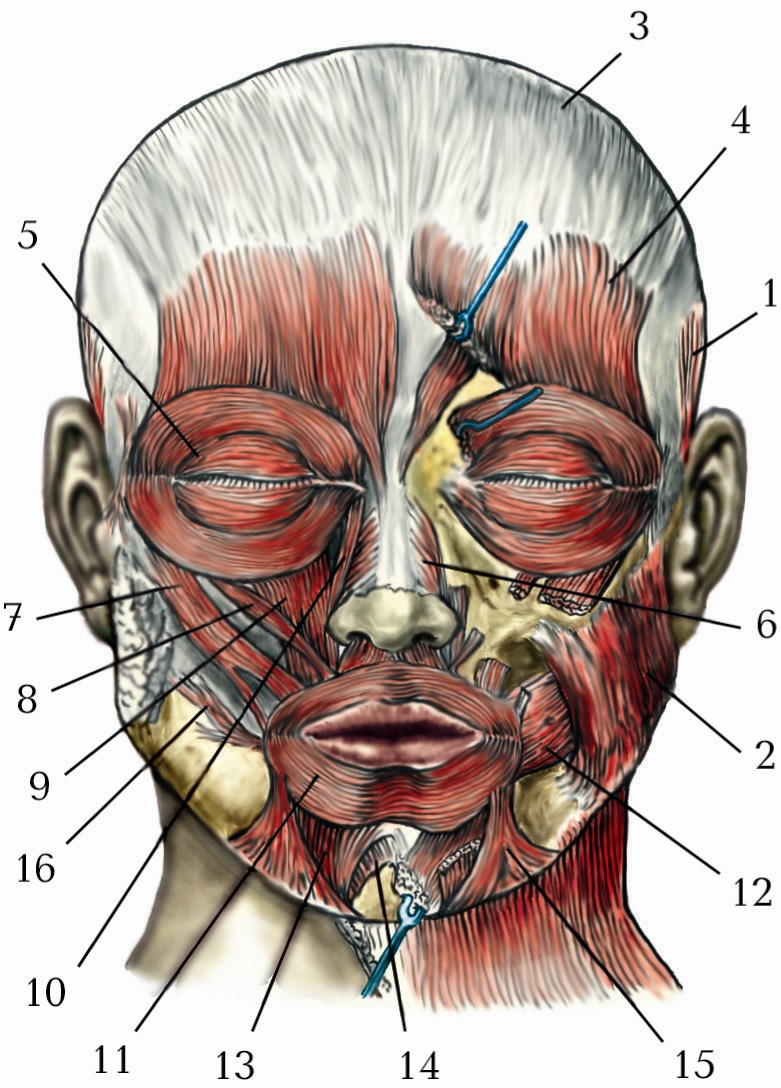 Корругаторы мышцы лица фото