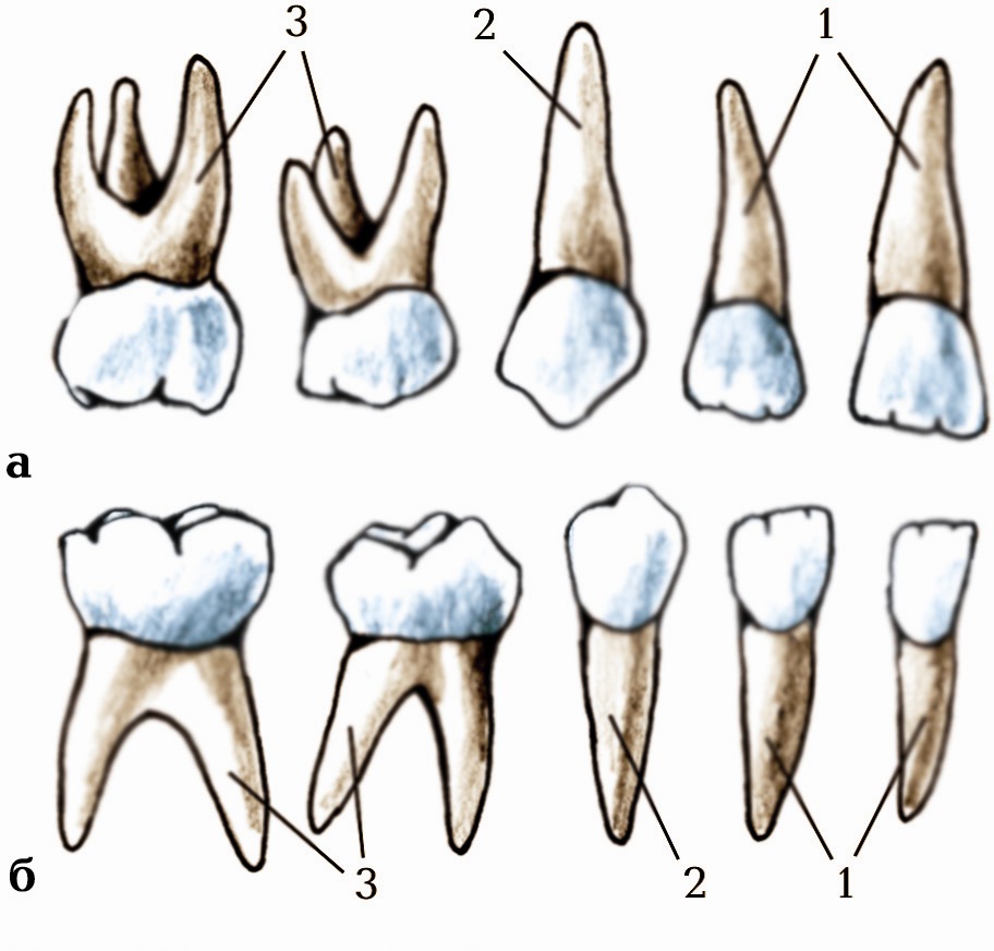 Молочная пятерка зуб. Молочные зубы верхней челюсти. 5 Зуб нижней челюсти молочный. Строение молочных зубов человека.