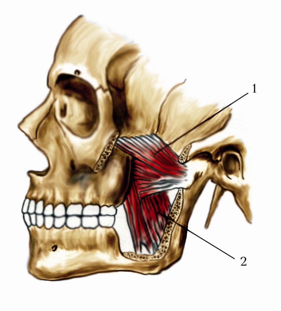 Крыловидная мышца челюсти фото