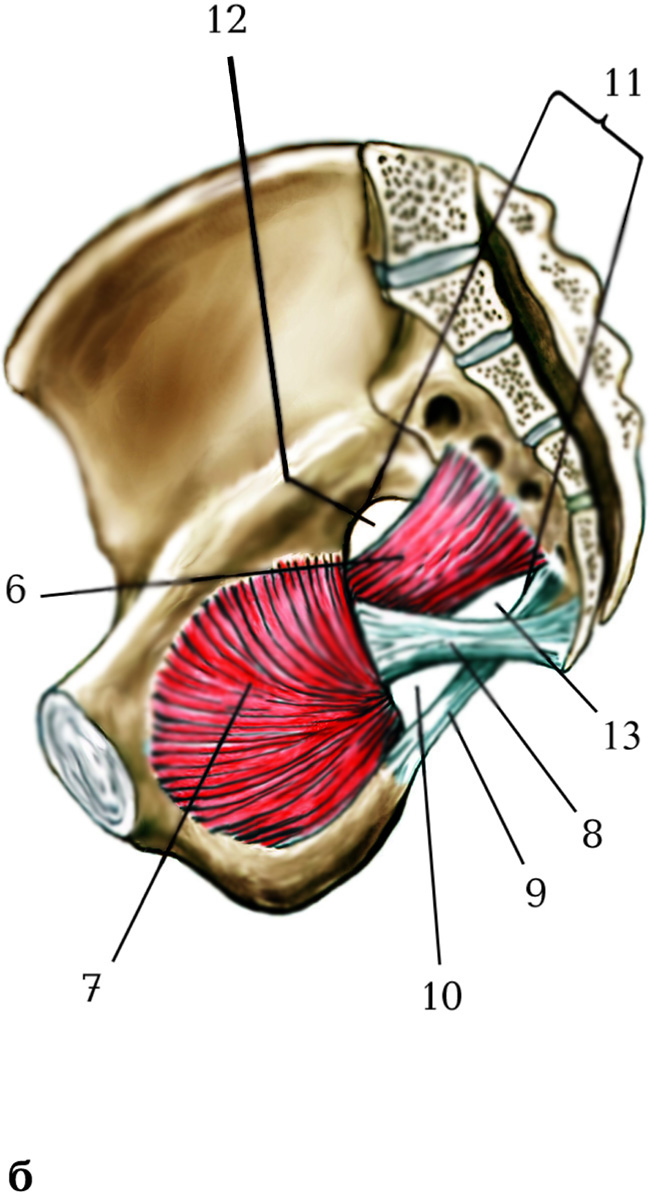 Quadratus femoris