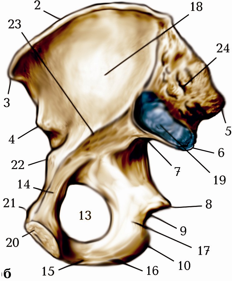 Ossis перевод с латинского. Spina Ossis. Os Ilium анатомия. Crista Ossis ilii. Corpus Ossis Ischii.