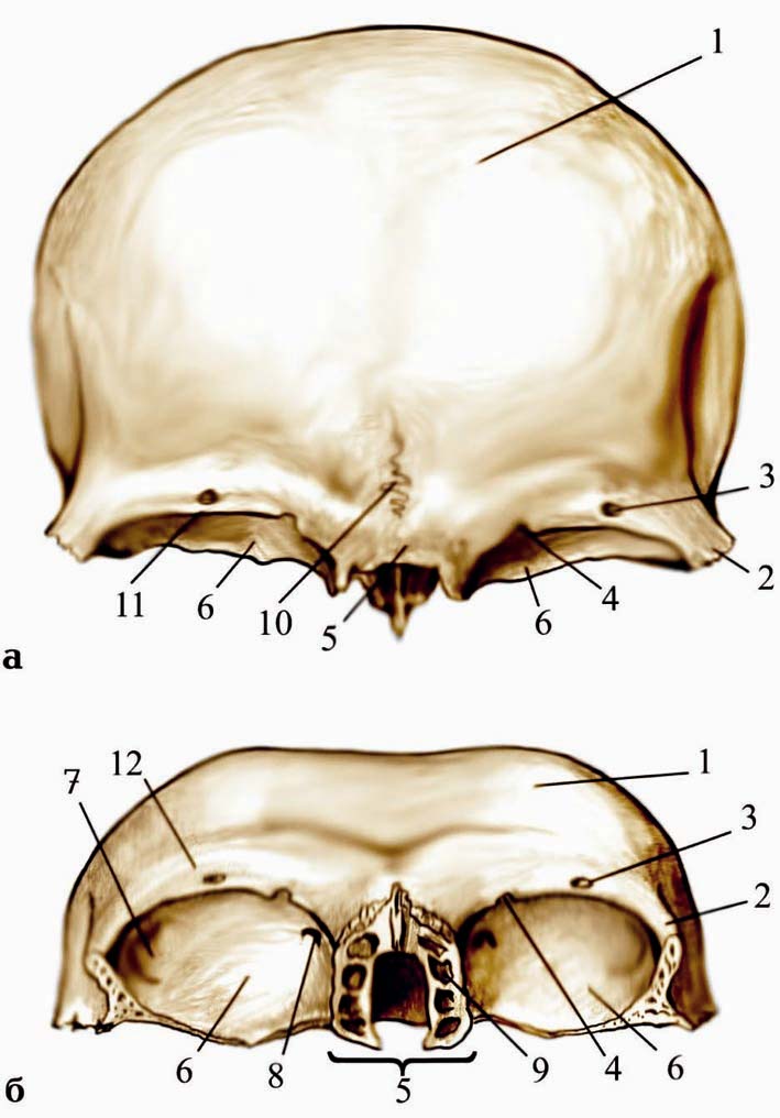 Лобная и теменная кость. Кости черепа лобная кость анатомия. Лобная кость черепа человека. Лобная кость анатомия строение на черепе. Лобная кость теменная кость.