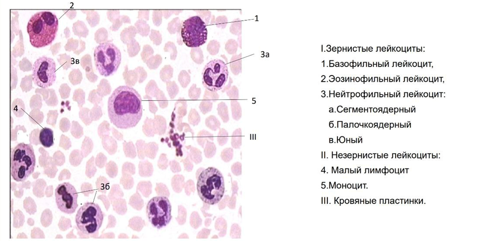 Моноциты и макрофаги. Макрофаги в тканях. Моноциты в разных тканях. Макрофаги в разных тканях. Макрофаги препарат