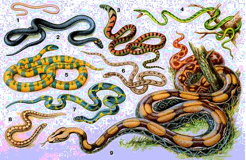 1 змея много змей. Разные змеи. Много разных видов змей. Куча змей разных. Множество змей.