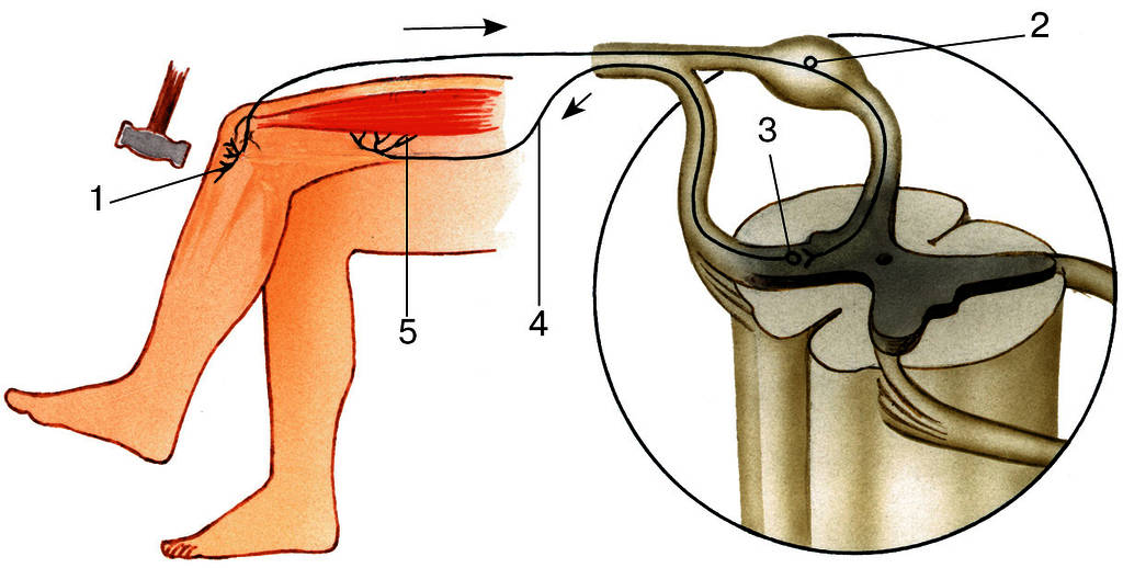 Коленного рефлекса рисунок