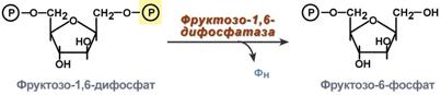 Фруктозо 6 дифосфат. Превращение фруктозо-1,6-бисфосфата во фруктозо-6-фосфат.. Фруктозо 1 6 дифосфат реакция. Фруктозо 1 6 дифосфат формула. Обход 3 реакции гликолиза.