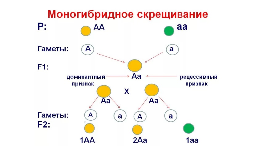 Генетическая диаграмма рухина