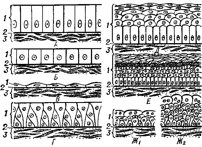Однослойный эпителий рисунок