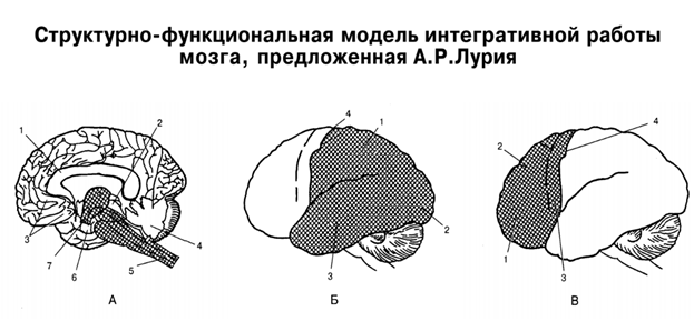 Немая карта мозга