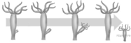 К какому типу относится изображенное на рисунке размножение гидры