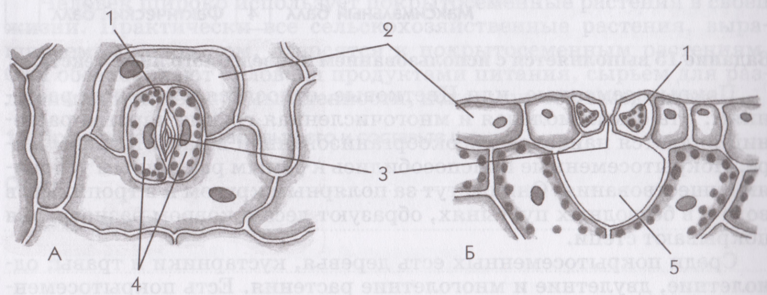 Строение устьица. Устьице с окружающими его клетками кожицы. Строение устьица без подписей. Строение устьица листа без подписей.