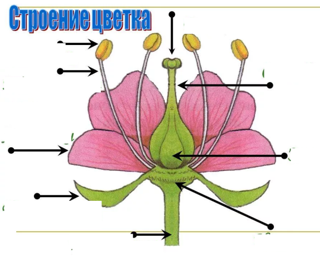 Совокупность лепестков одного цветка называется