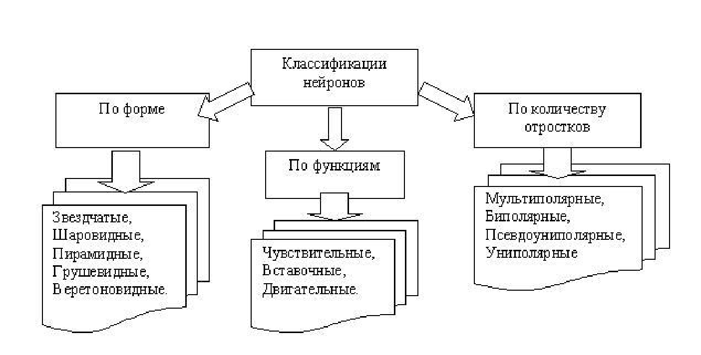 Схема классификация нейронов