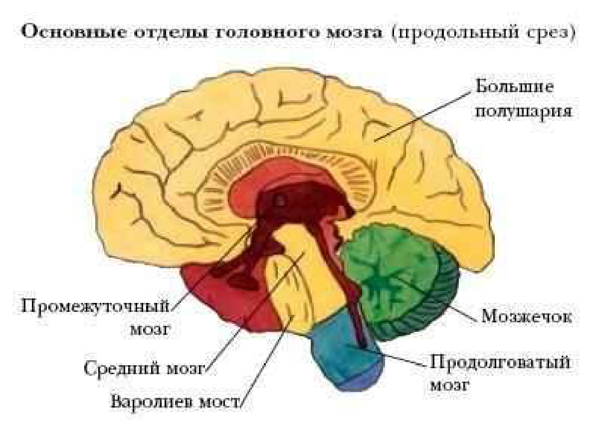 Укажите названия головного мозга. Основные отделы головного мозга на продольном срезе. Головной мозг продольный разрез анатомия. Строение отделов головного мозга млекопитающих. Строение головного мозга отделы головного мозга.