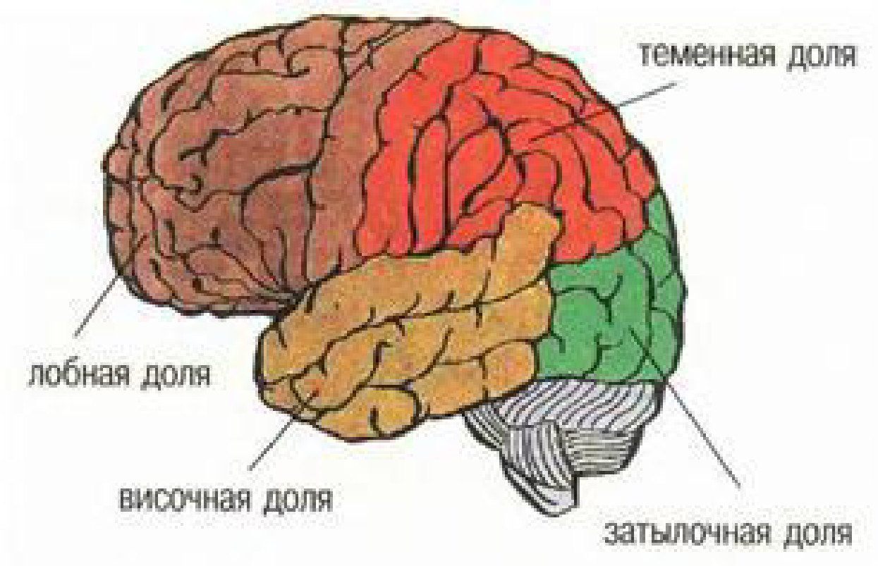 Головной мозг 4 класс. Рисунок доли полушария большого мозга. Строение больших полушарий головного мозга. 8 Класс. Доли коры больших полушарий головного МО. Доли коры больших полушарий рисунок.