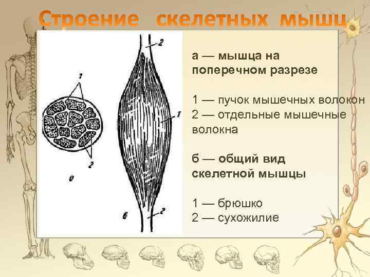 Назовите мышцы обозначенные на рисунке цифрами 1 и 2 какие функции они выполняют какой мышечной